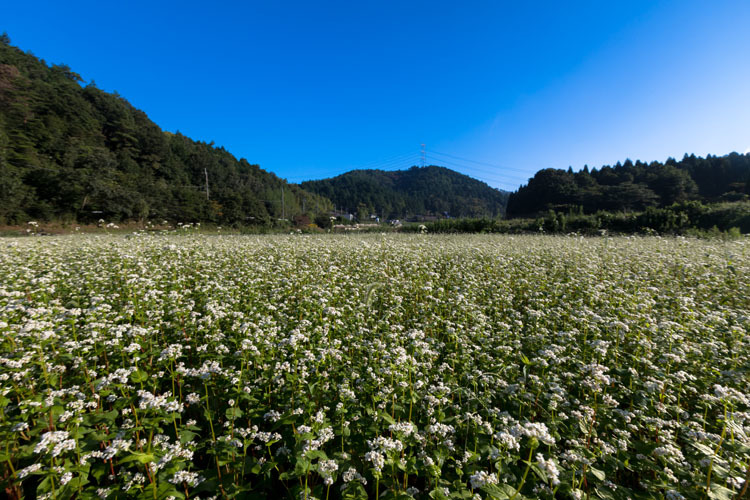 亀岡・犬甘野_e0051888_23500222.jpg