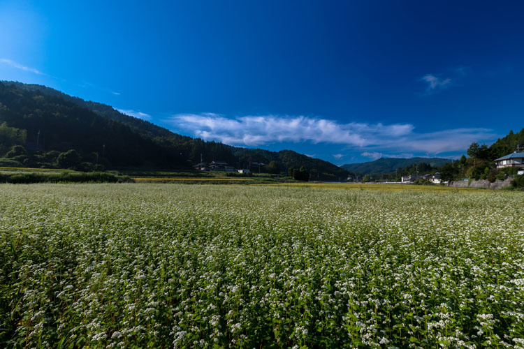 亀岡・犬甘野_e0051888_23502740.jpg