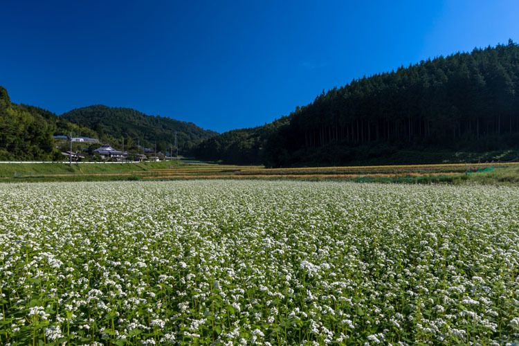 亀岡・犬甘野_e0051888_23502809.jpg