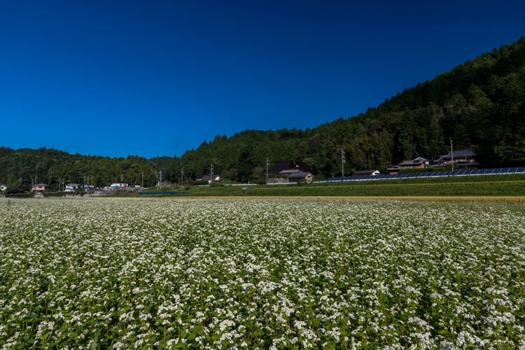 亀岡・犬甘野_e0051888_23502855.jpg