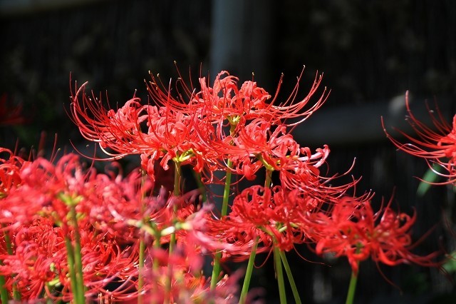 初秋の鎌倉　鶴岡八幡宮の彼岸花と萩_f0374092_20445371.jpg