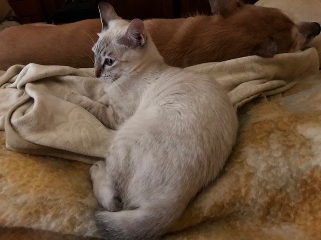 よか刺身盛り_f0232994_12104979.jpg
