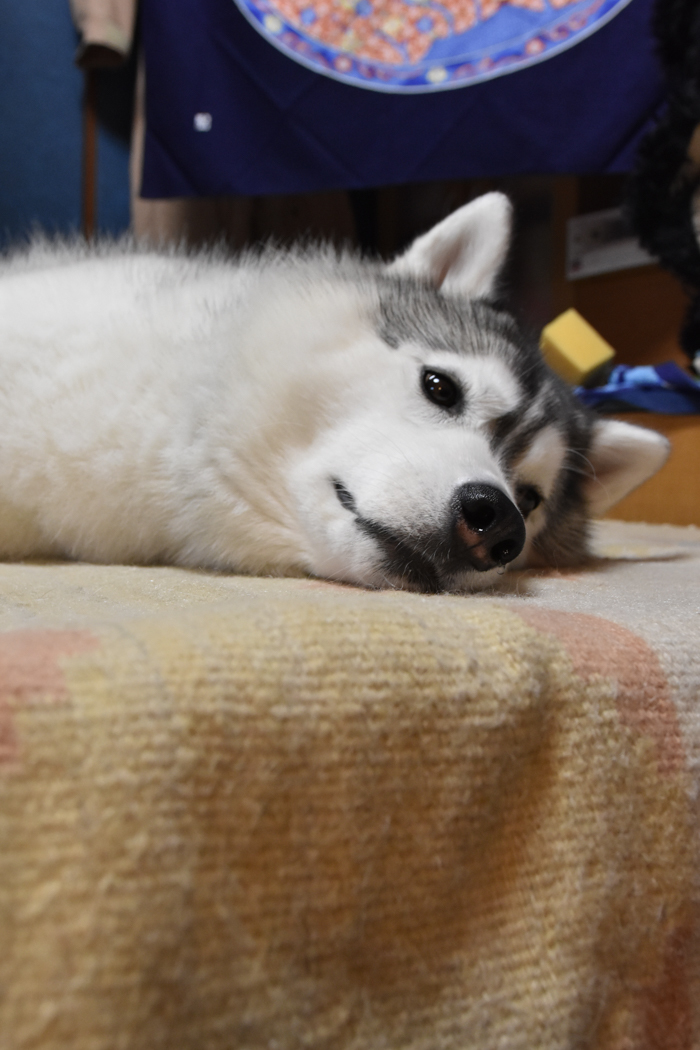 c0049299_13032215.jpg