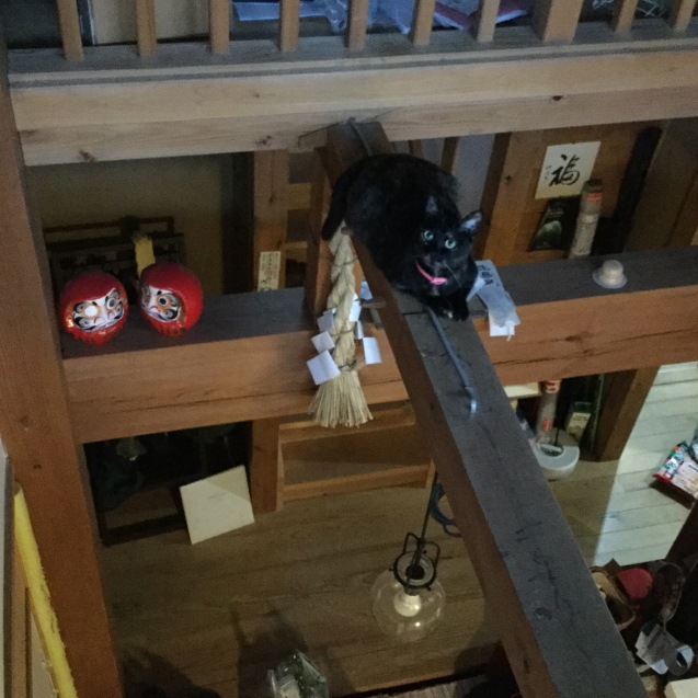 愛を伝えあいなさい と女王ネコ ゆずは言っている この言葉で生きていく 潜在意識を具現化する