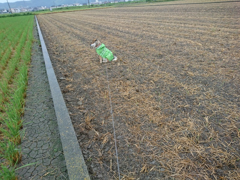 d0356213_12055029.jpg