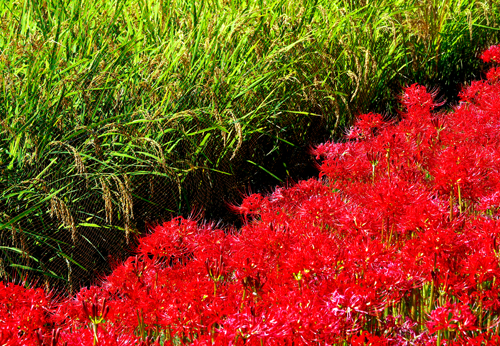 水生植物園の曼珠沙華　（９月２１日　神代植物公園にて）_a0023315_21332945.jpg