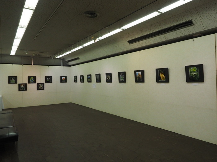 植物友の会作品展_c0116915_01363108.jpg
