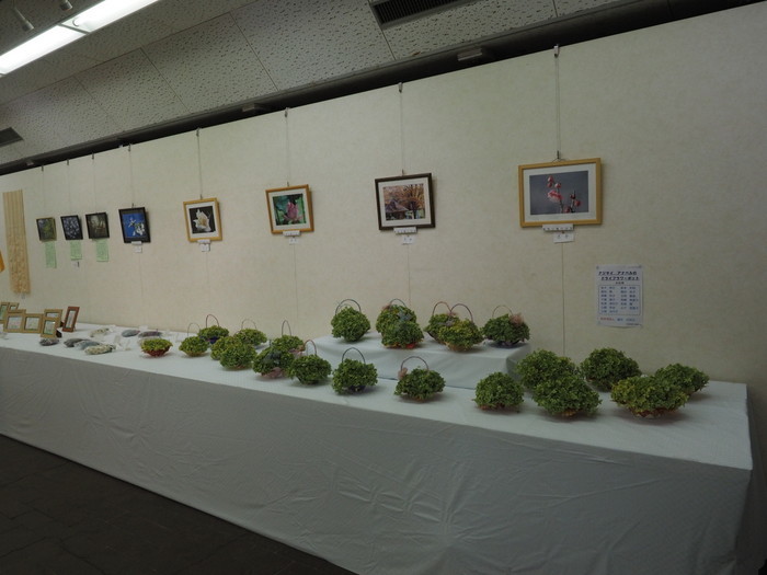 植物友の会作品展_c0116915_01383536.jpg