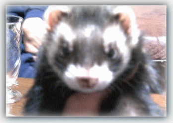 e0359418_22185066.gif