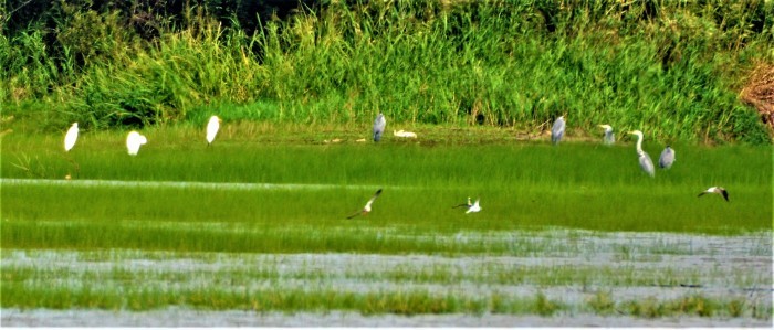 湿原の野鳥_d0098721_16383636.jpg