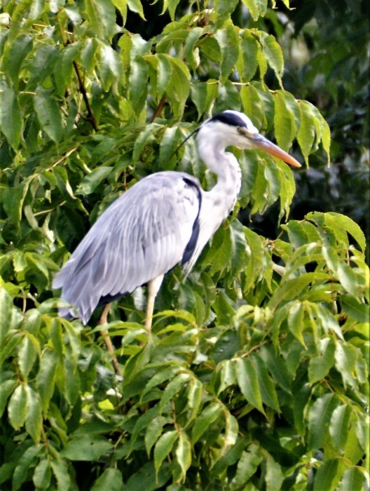 湿原の野鳥_d0098721_16393169.jpg