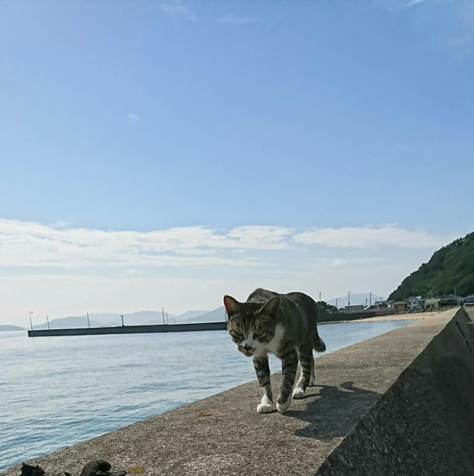 猫まみれの島　佐柳島_e0338831_23244089.jpg