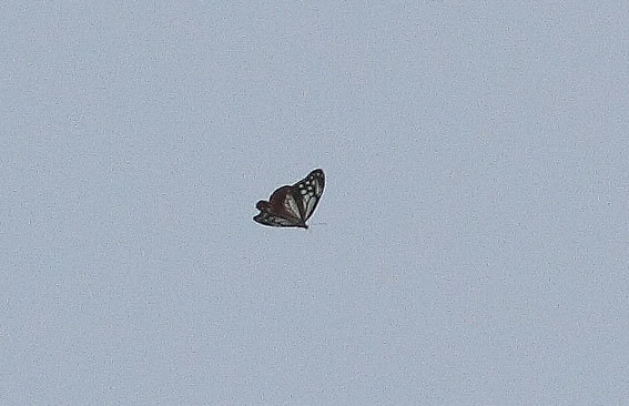 d0069235_10463673.jpg