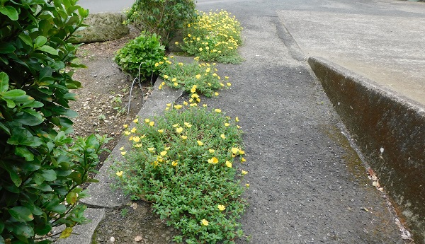 ☂　秋の彼岸・・・やはり雨になりました。_f0042737_1436374.jpg