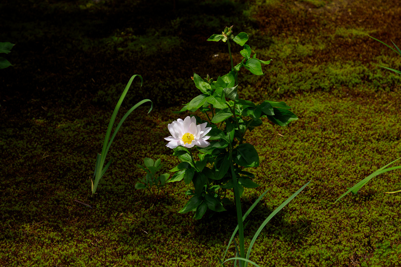 興臨院・サツキの彩り_f0155048_19365355.jpg