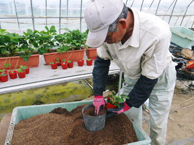 完熟紅ほっぺ 苗床の様子!今年もこだわりの減農薬栽培で育てます!9月下旬に定植です!_a0254656_18461668.jpg