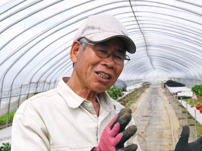 完熟紅ほっぺ 苗床の様子!今年もこだわりの減農薬栽培で育てます!9月下旬に定植です!_a0254656_18525103.jpg