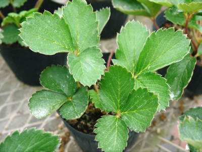完熟紅ほっぺ 苗床の様子!今年もこだわりの減農薬栽培で育てます!9月下旬に定植です!_a0254656_18573520.jpg