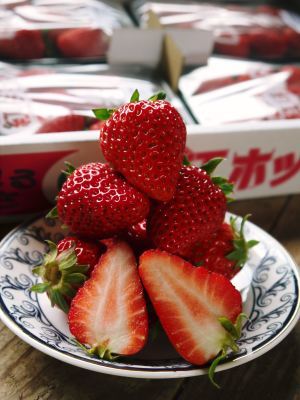 完熟紅ほっぺ 苗床の様子!今年もこだわりの減農薬栽培で育てます!9月下旬に定植です!_a0254656_19083877.jpg