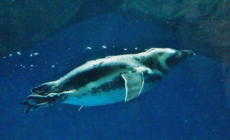 神戸市立須磨水族園 ４ ペンギンたちの遊泳 たんぶーらんの戯言