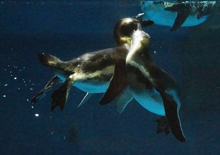 神戸市立須磨水族園（４）ペンギンたちの遊泳_b0063958_15484431.jpg