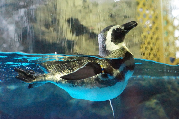 神戸市立須磨水族園（４）ペンギンたちの遊泳_b0063958_15493029.jpg