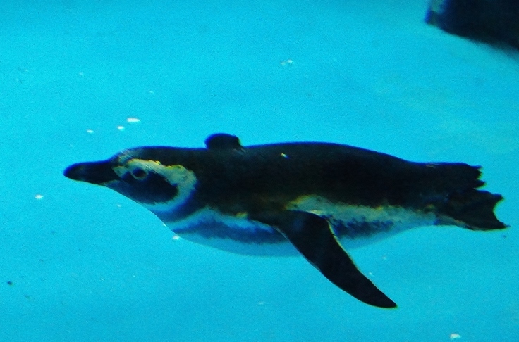 神戸市立須磨水族園（４）ペンギンたちの遊泳_b0063958_15502452.jpg