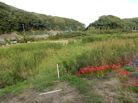 ’17,9,21(木)彼岸花はもう終わりですか?_f0060461_11064182.jpg