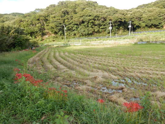 ’17,9,21(木)彼岸花はもう終わりですか?_f0060461_11155771.jpg