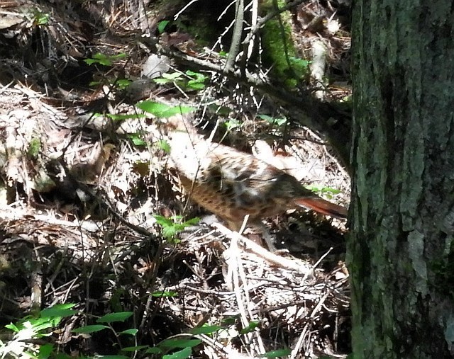 山奥のキビタキ、ヤマドリ_f0378979_18294691.jpg