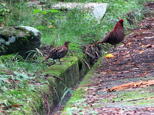 山奥のキビタキ、ヤマドリ_f0378979_18575436.jpg