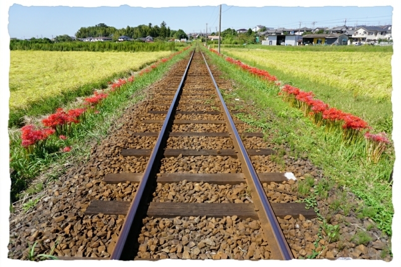 小湊鉄道_d0341483_18244246.jpg