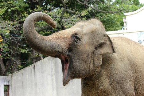 王子動物園　ズゼとマック_f0297893_18291519.jpg