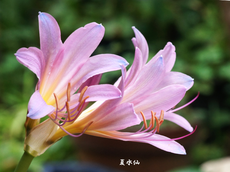 ８月の花 夏水仙 野草デジカメ日記