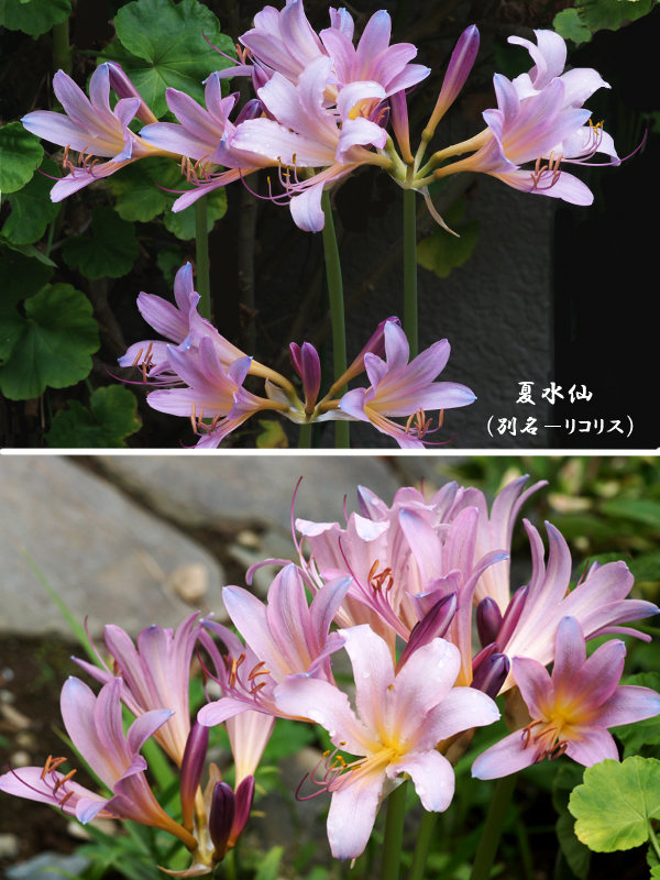 【８月の花】－夏水仙　_e0039703_15204433.jpg