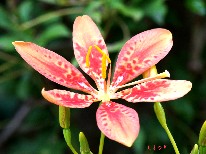 8月の花 檜扇 ヒオウギ 野草デジカメ日記 8月の花 檜扇 ヒオウギ 野草デジカメ日記