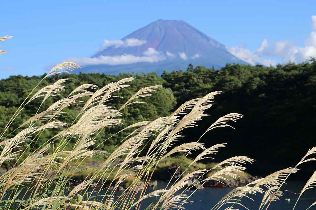 ナナカマドの紅葉_a0188405_20540167.jpg