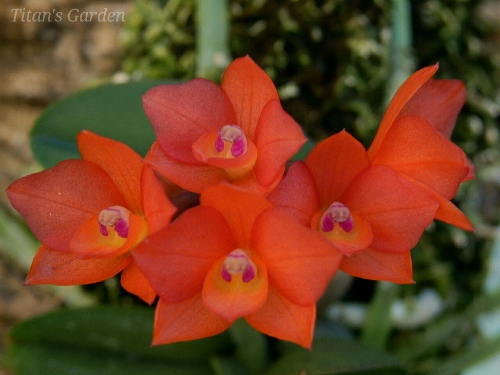 Cattleya cernua_b0099813_25927.jpg