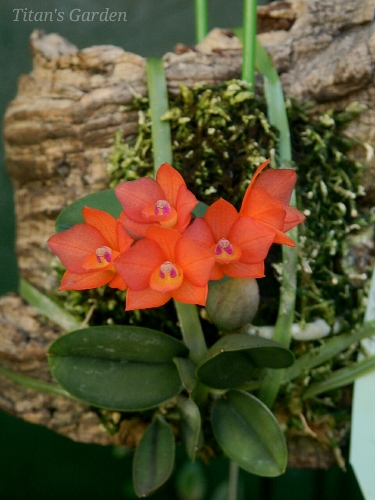 Cattleya cernua_b0099813_25981.jpg