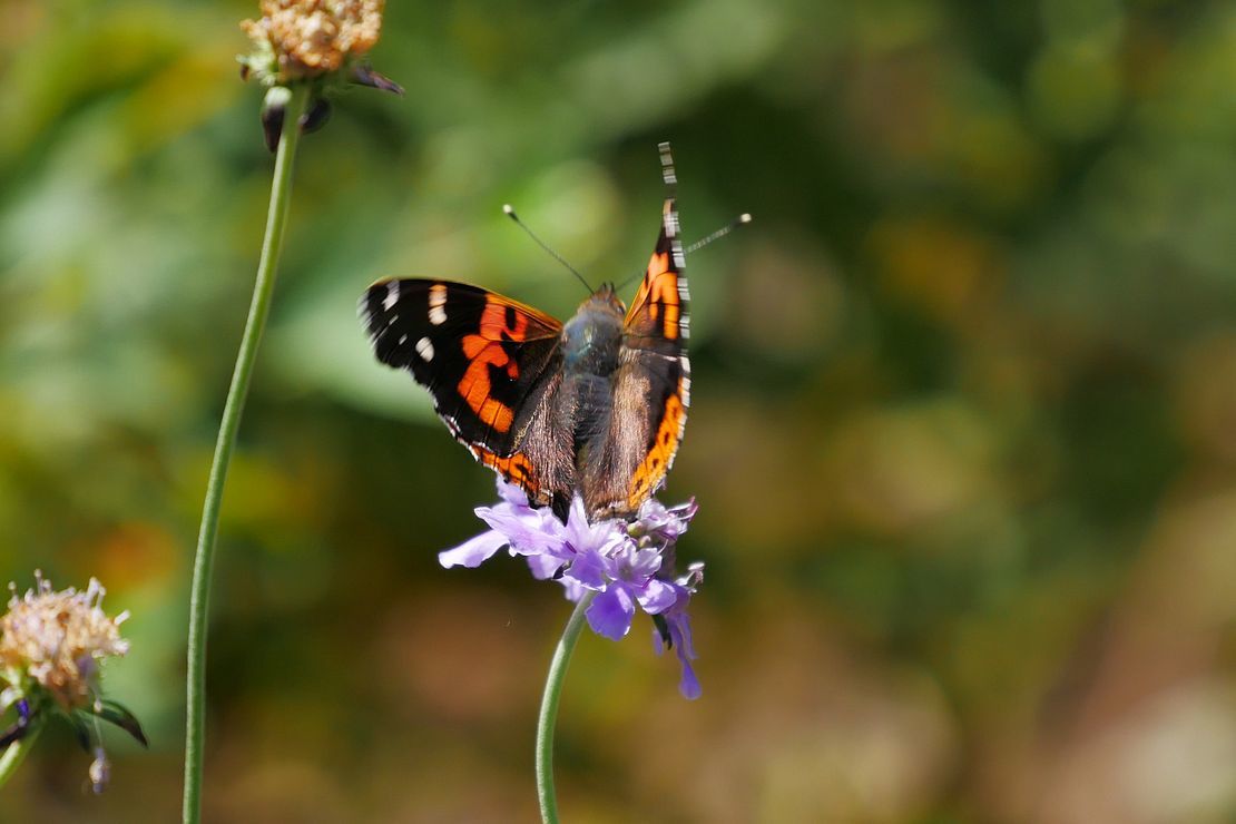 アカタテハ・・・take off！ Indian Red Admiralはカッコいいな♪_a0031821_10454944.jpg