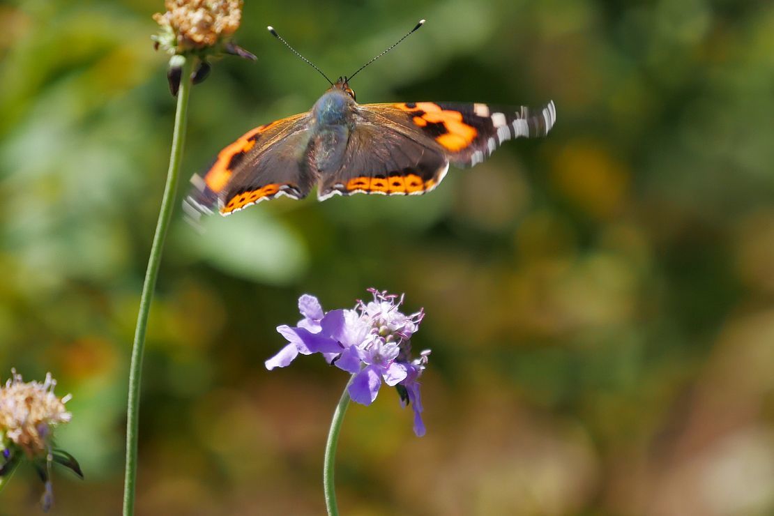 アカタテハ・・・take off！ Indian Red Admiralはカッコいいな♪_a0031821_10531083.jpg