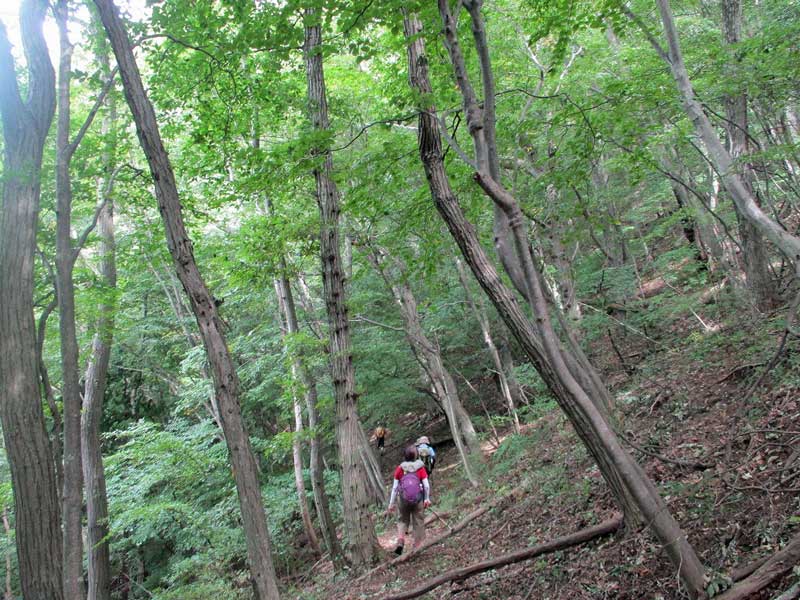 ビッキーの居ない高川山。_d0000031_914317.jpg