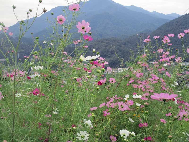 ビッキーの居ない高川山。_d0000031_926264.jpg