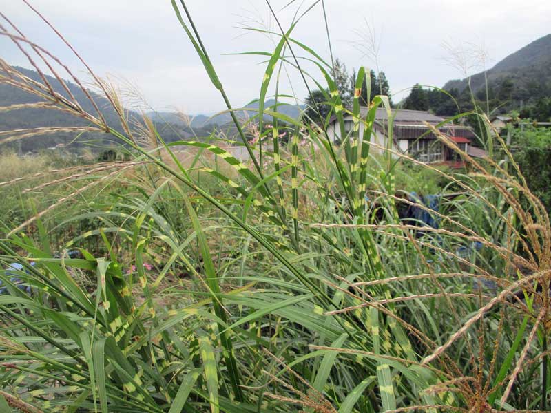 ビッキーの居ない高川山。_d0000031_97238.jpg