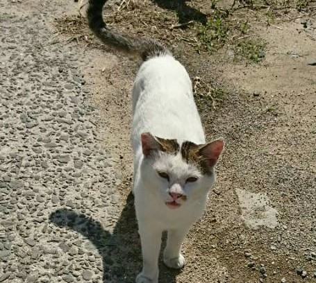 猫まみれの島　佐柳島_e0338831_00134842.jpg