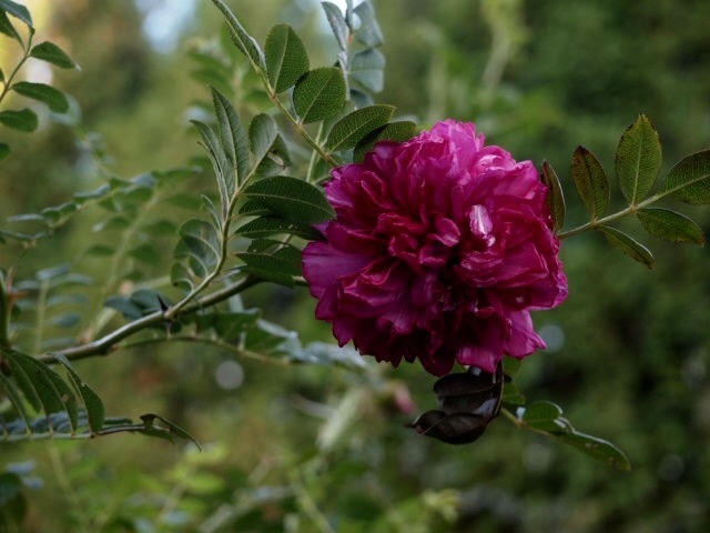 a0329935_19201277.jpeg