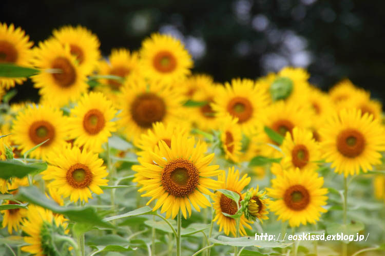 《花》　大宮第三公園の向日葵_c0080036_01152466.jpg