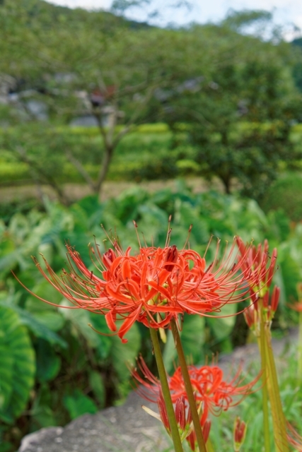 f0274536_19361345.jpg