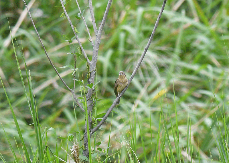 d0290240_15041889.gif