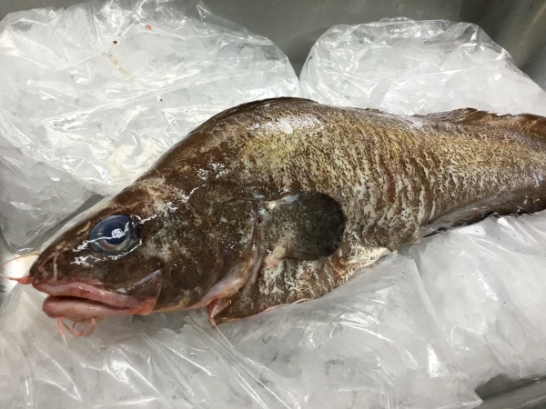 顔つきと ヒゲがイタチに似ている事から こんな名前になりました 鹿児島市の魚専門店 満田商店です